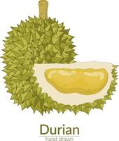 Durian ganz und abgeschnitten. vektor handgezeichnete illustration