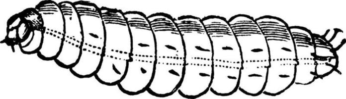 plommon curculio, årgång illustration. vektor