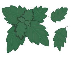 vektor teckning av en mynta leaf.vector illustration av färsk pepparmynta. isolerat illustration av en mynta blad ikon på en vit bakgrund.