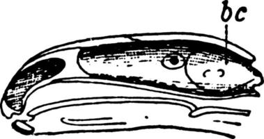 Schädel von Feuersalamander oder Salamandra maculosa, Vintage-Illustration. vektor