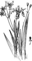 i. cristata och b. chinensis årgång illustration. vektor