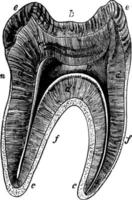 molar- tand, årgång illustration. vektor