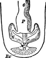 chiton utsöndring och reproduktiv organ, årgång illustration. vektor