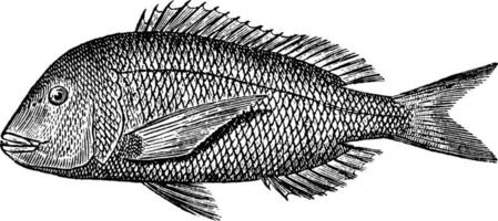 porgy, årgång illustration. vektor