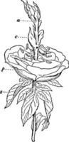 Vintage Illustration der reichen Rose. vektor