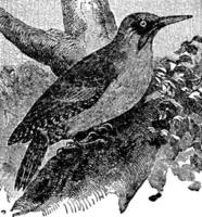 grünspecht oder alte linnäische gattung picus, vintage illustration. vektor