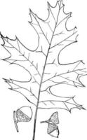 Gattung Quercus, l. Eichenweinleseillustration. vektor