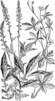 agrimony und cinquefoil vintage illustration. vektor