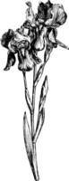 blumenlandschaft der iris pallida vintage illustration. vektor