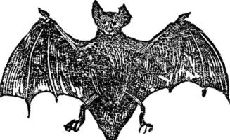 fladdermus, chiroptera årgång illustration vektor