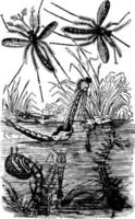 myggor framväxande årgång illustration. vektor