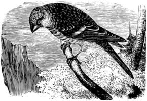 tall grosbeak, årgång illustration. vektor