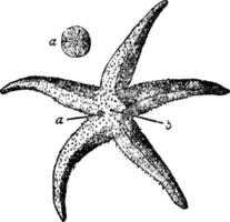 asterius rubens, årgång illustration. vektor