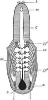hagfish respiratorisk systemet, årgång illustration vektor