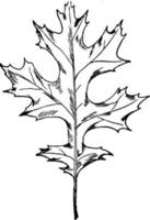 vintage illustration des scharlachroten eichenblattes. vektor
