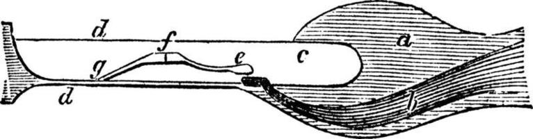 auditiv nerv, årgång illustration. vektor