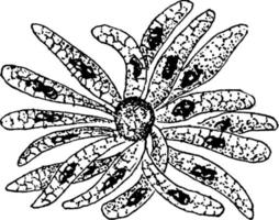 bildung von cyclospora cayetanensis-sporen, vintage illustration. vektor