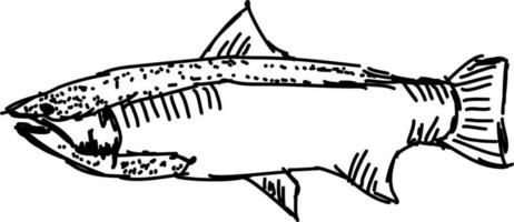 Fischskizze, Illustration, Vektor auf weißem Hintergrund.