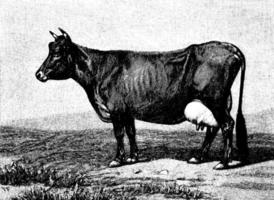 Jersey-Kuh, Vintage-Illustration. vektor