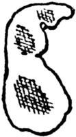 Birnendesign als Siegel und Mandel, Vintage-Gravur. vektor