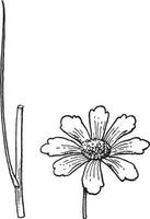 gren, blomma, coreopsis, blommor, få, prålig, typ Rosa, lila årgång illustration. vektor