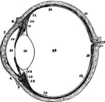 de eyeball i horisontell sektion, årgång illustration vektor