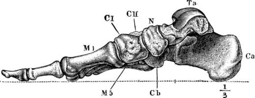 Knochen des Fußes, Vintage Illustration vektor