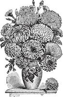 Vintage Illustration der Chrysanthemen. vektor