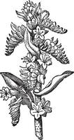 bugloss vintage illustration der viper. vektor