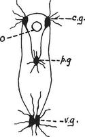 Muschel-Nervensystem, Vintage-Illustration vektor