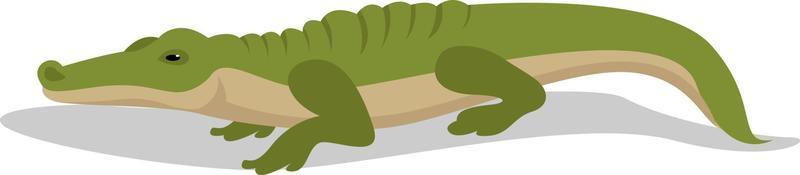 grüner Alligator, Illustration, Vektor auf weißem Hintergrund