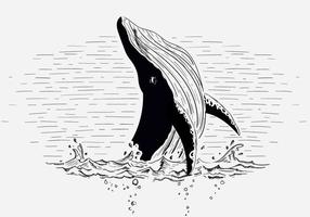 Gratis Vector Whale Illustration