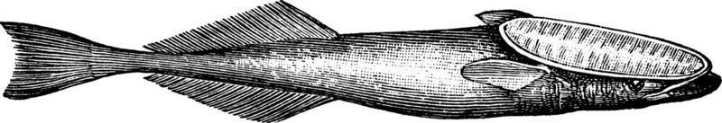 remora, årgång illustration. vektor