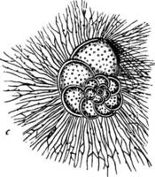 foraminifera, årgång illustration. vektor