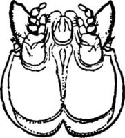 druva rotmask, årgång illustration. vektor