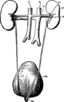 de njur- organ tittade från Bakom årgång illustration. vektor