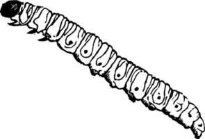 gelechia, årgång illustration. vektor