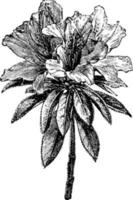 blomma av azalea indica årgång illustration. vektor