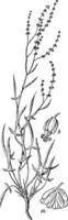 weibliche rumex vintage illustration. vektor