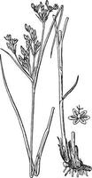 Juncus Compressus Vintage Illustration. vektor