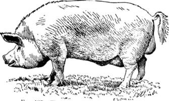 Yorkshire-Schwein, Vintage Illustration. vektor