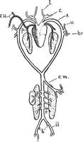 groda arteriell systemet, årgång illustration vektor