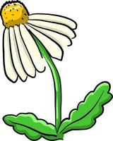Kamillenblüte, Illustration, Vektor auf weißem Hintergrund