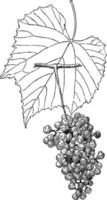 vitis berlandieri vintage illustration. vektor