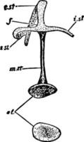 der ohrknochen der weinleseillustration des huhns. vektor