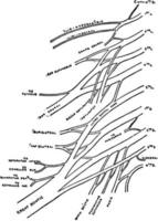 länd- och sacral plexus, årgång illustration. vektor