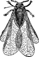 vinlus eller phylloxeridae, årgång illustration. vektor