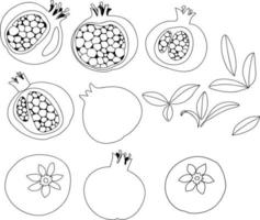 Granatapfel. Granatapfel schneiden. Reife Granatapfelfrucht mit Blattvektorillustration. isolierter weißer Hintergrund vektor