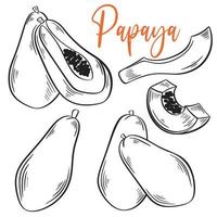 papaya hand dragen gravyr svartvit illustration vektor