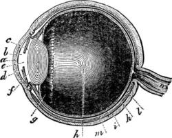 öga, årgång illustration. vektor